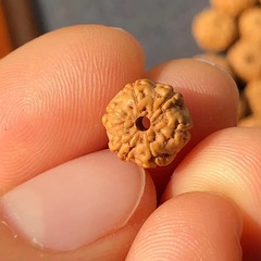 六弁樹王小金剛菩提種子、六弁樹王小金剛菩提種子大量卸売