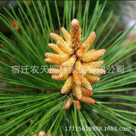 黑松树苗雪松苗白皮松苗马尾松树苗油松小苗南北方种植工程绿化苗