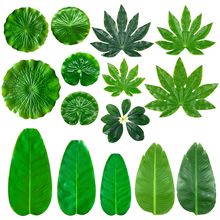 仿真芭蕉叶荷叶 餐桌桌垫水果店摆放装饰八角金盘 仿真树叶八角叶