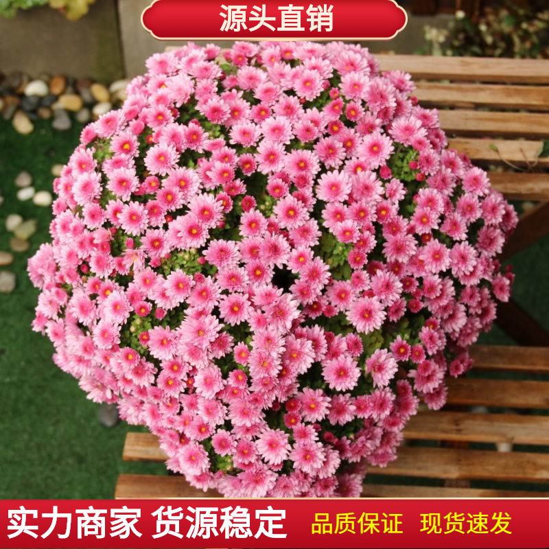 Thousand-Headed Chrysanthemum Seeds, Chrysanthemum Balls, Small Daisy Potted Plants, Autumn and Winter Easy-To-Live Candy, Thousand-Headed Chrysanthemum Seeds, Flower Seeds