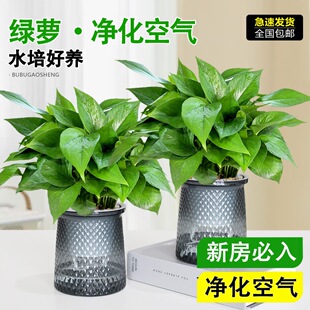 �S���ˮ�����Ի���ˮ��ֲ�����ļ��׻���B�k��������Gֲ