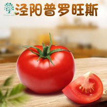 陕西泾阳普罗旺斯番茄 代发5斤新鲜蔬菜沙瓤西红柿可生吃水果直发