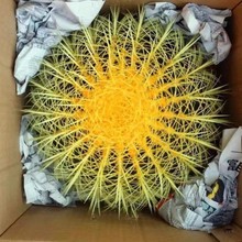 ������������������ƶ����҃���Gֲ�����Լt����ڽ�������