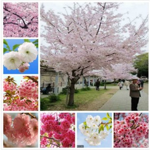 �ѻ�����Ⱦ����Ұ�ļ��Nֲ�ϱ����e��ͥԺ�҃�����G���ѻ���ֲ��