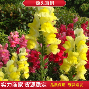 ���~�N�ӻ��N�Ӫ{�ӻ��ļ��̨���Ծ��^�G�������N�ӻ��N��