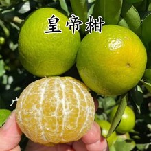 皇帝柑苗 正宗德庆皇帝柑树苗贡柑苗果树苗柑橘子树苗砂糖橘树苗