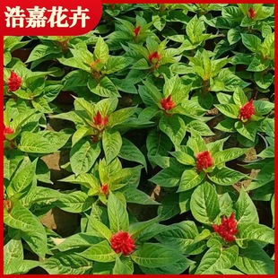 A Pen of Red Leaves, a Potted Plant, a Pen of Seedlings for Rent in the Park Square, a Sea of ​​Flowers, Greening, Potted Plants, Seasonal Grass and Flowers