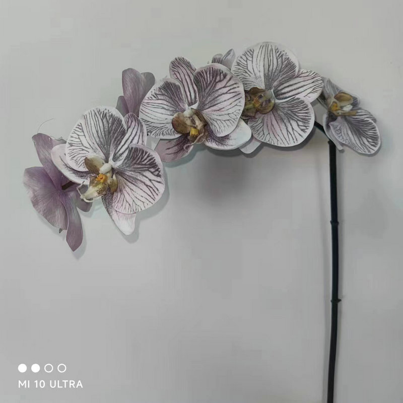 110414黑紫
