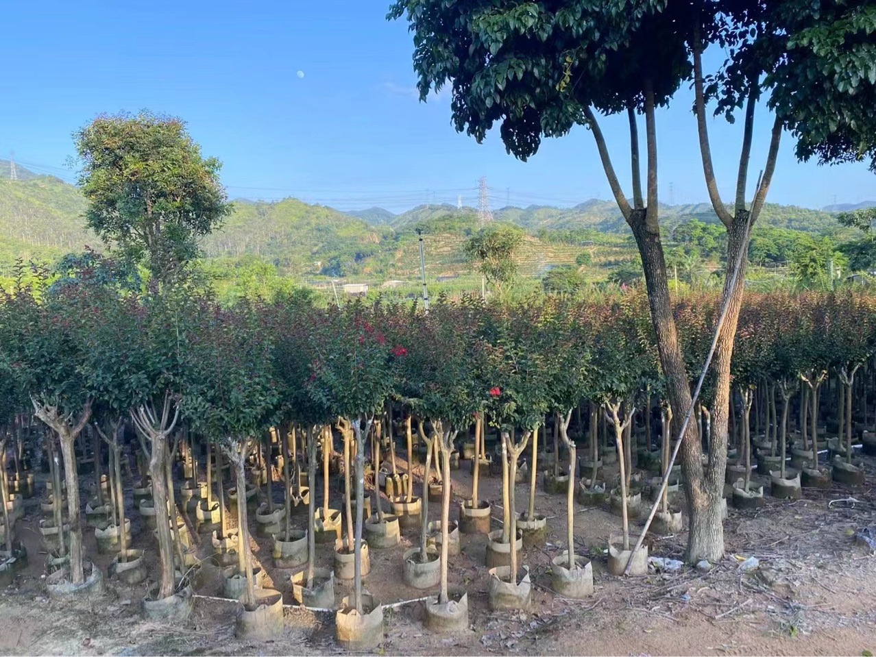 小叶紫薇树细叶紫薇树苗庭院树行道树公园美丽乡村绿化树3-8分-阿里巴巴