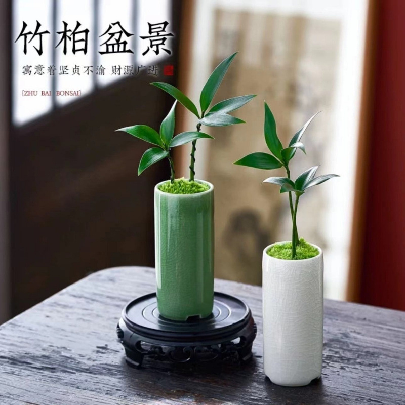 ミニ竹とモミの盆栽、小さな鉢植えの蚊よけ植物、屋内花、オフィスのデスクトップ、オールシーズン緑の植物を育てやすい|undefined