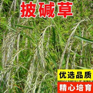 Elymus seeds, sand-resistant, cold-resistant, drought-resistant, saline-alkali-resistant, slope-fixing, soil-fixing, greening, ringbell, evergreen forage in the four seasons