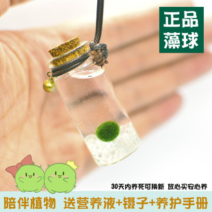 �Ҹ����������Bƿmarimo΢���^ˮ�����n�o��Сֲ��Сƿ���S��ƿ