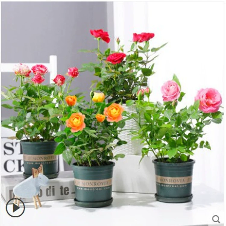 Мини Роза рассады в горшке цветок растение с цветком бутон Алмазный миниатюрный Роза цветет во все сезоны