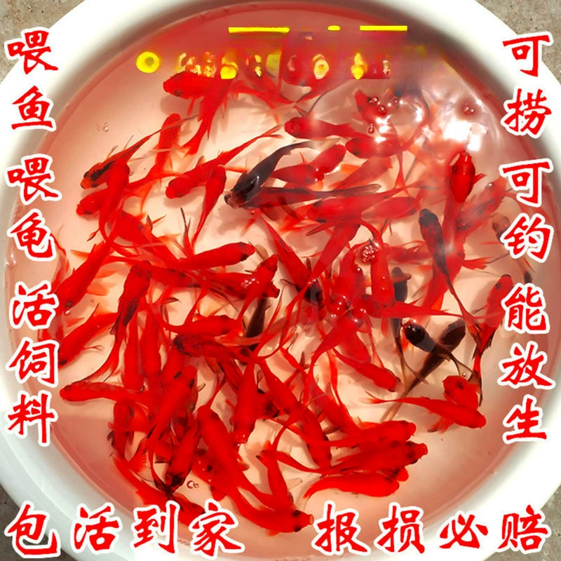 Рыбы, подходящие для начинающих, легко ухаживать, твердые декоративные рыбы, маленькие икры золотых рыбок.