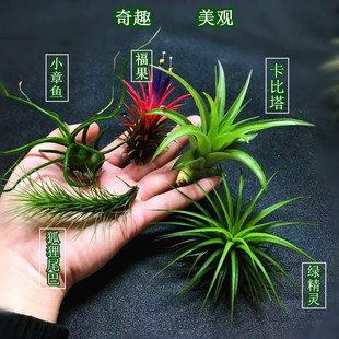 空气凤梨造景植物无土植物空气草生态缸空凤老人须懒人植物-阿里巴巴