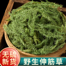 伸筋草中药材野生正品伸筋草中草药泡脚小伸筋草另售远志益智仁