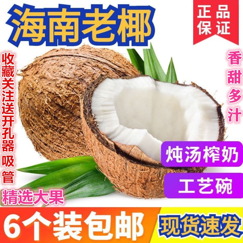 Hainan Seasonal Old Coconut Large Fruit Fresh Tropical Fruit for Pregnant Women Chicken Soup Special Hairy Coconut Not Thai Young Coconut