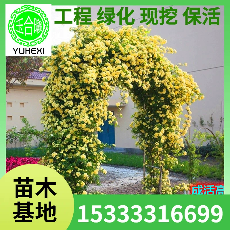 Розовые саженцы, вьющиеся розы, ароматные большие цветы, ароматные вьющиеся растения во дворе, европейские лунные розы в горшках, цветущие в любое время года.