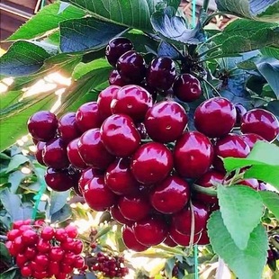 ��Ʒ�N���Ҙ��� ����3̖������ �_��Ó������ ����܇����Ʒ�N����