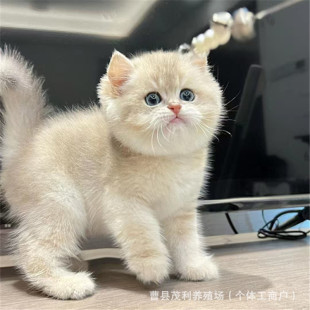 �{������؈���wӢ���{��؈���＃�N�{���Lë���_؈�Ͻ��Lë؈���w