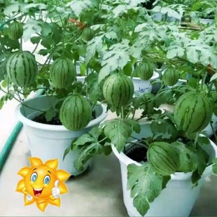 ��Ʒ����С���ϷN�ӱ�Ƥ���Ѽtȿ���������̨ˮ���N�Ӹ߮a�ļ���