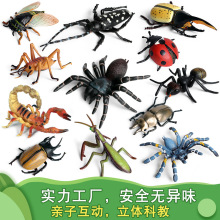 儿童仿真昆虫模型动物玩具蜜蜂蝴蝶螳螂知了蜥蜴蜗牛蚂蚁蝎子礼物