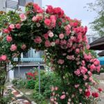 �ٱ��¼����ٴ���ľ�㻨�ش�ͥԺ��ǽֲ���ļ����������ʻ�����