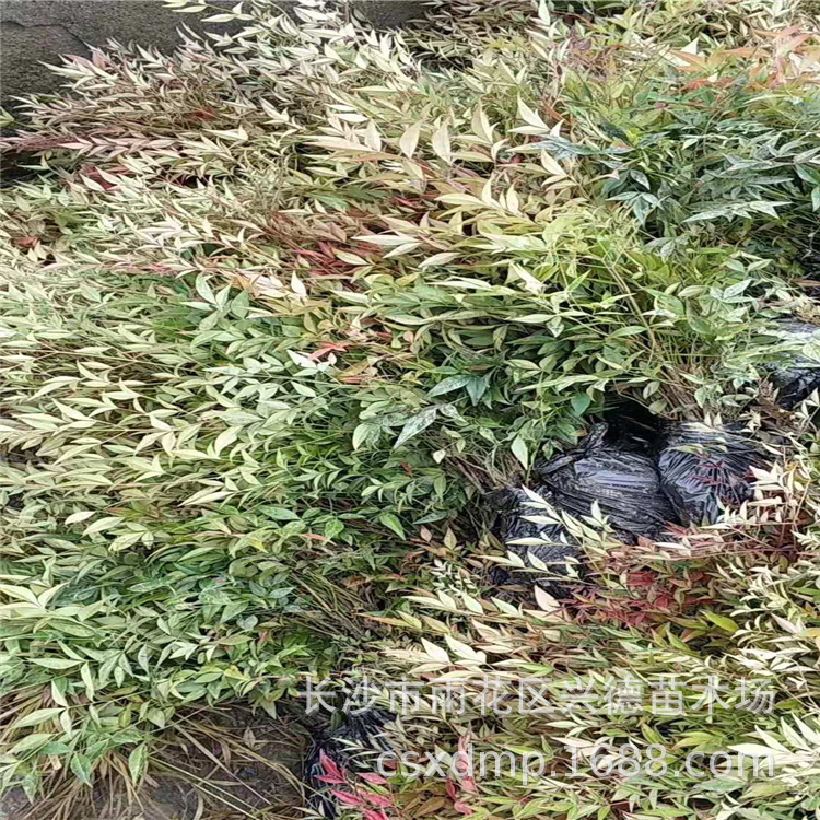 微信图片_201909032037094