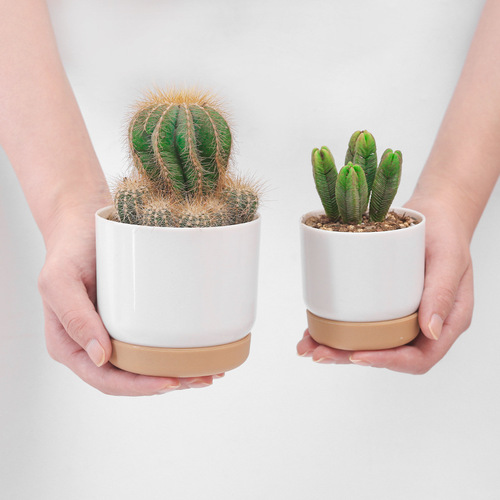 Mengxuan Ceramic Plastic Small Flower Pot Lazy Self-watering Water Storage Round Double-layer Succulent and Pothos Plant Pot