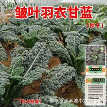 ~˷N~¸{ڸ{~{NѴۿɿɳʳô