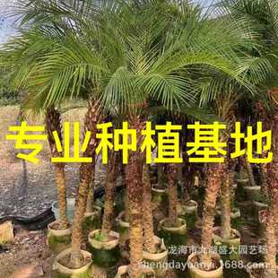 2m Beautiful Pin Kuai Price Zhejiang Beautiful Pin Kuai Quote Fujian Grand Gardening Wholesale Beautiful Pin Kuai