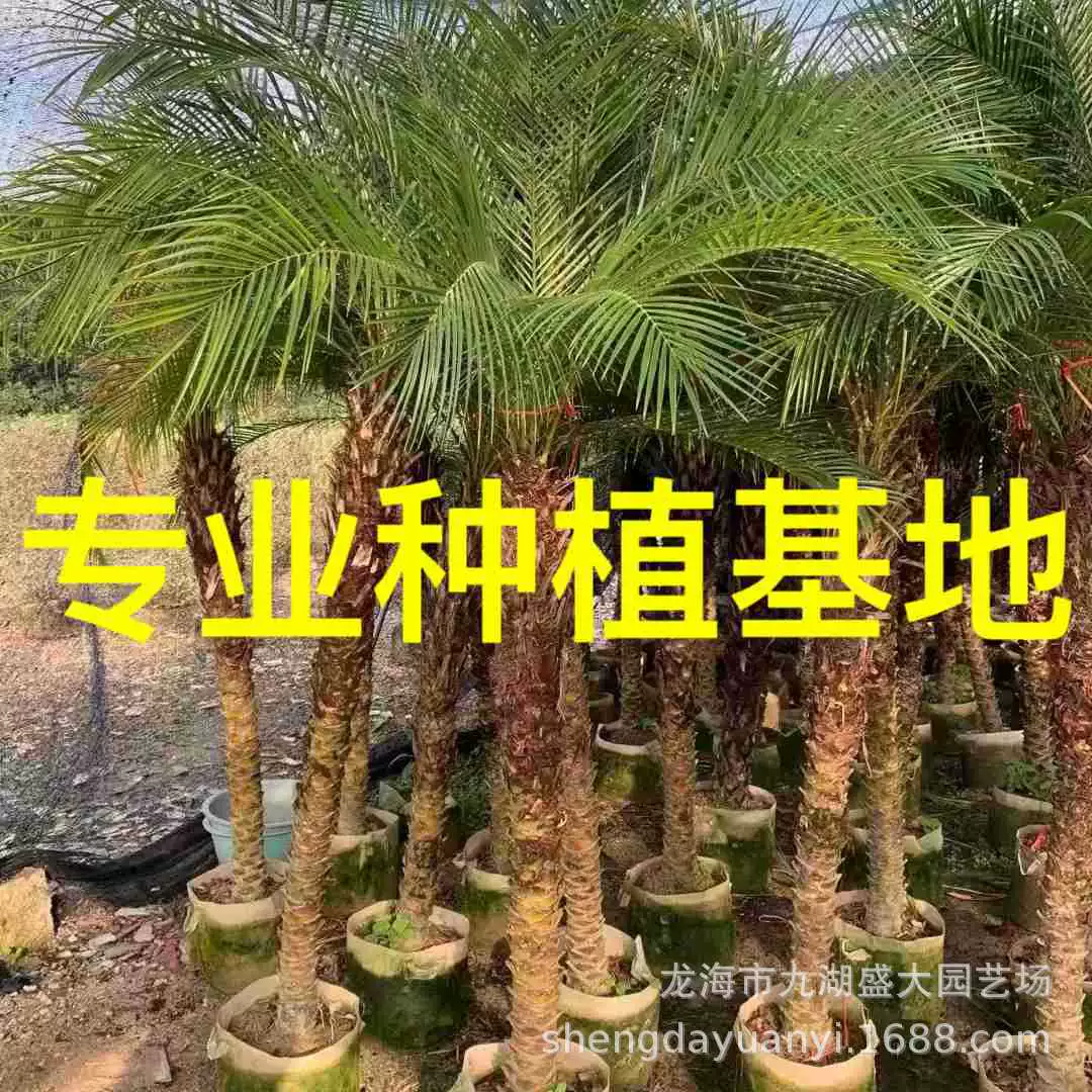 2m Красивый игольчатый подсолнух Цены на Красивый игольчатый подсолнух в Чжэцзяне Цитаты на Красивый игольчатый подсолнух в Фуцзянь Шэнда Оптовая продажа Красивый игольчатый подсолнух