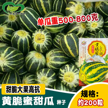 瓜满天种业黄脆蜜甜瓜种子  农田菜园播种陆地专用甜脆多汁甜瓜籽
