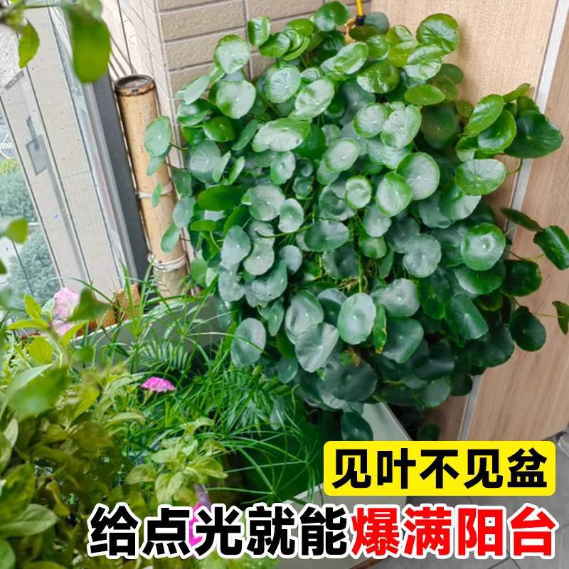 铜钱草水培植物室内好养盆栽净化空气绿植花卉新手易养活花苗盆栽