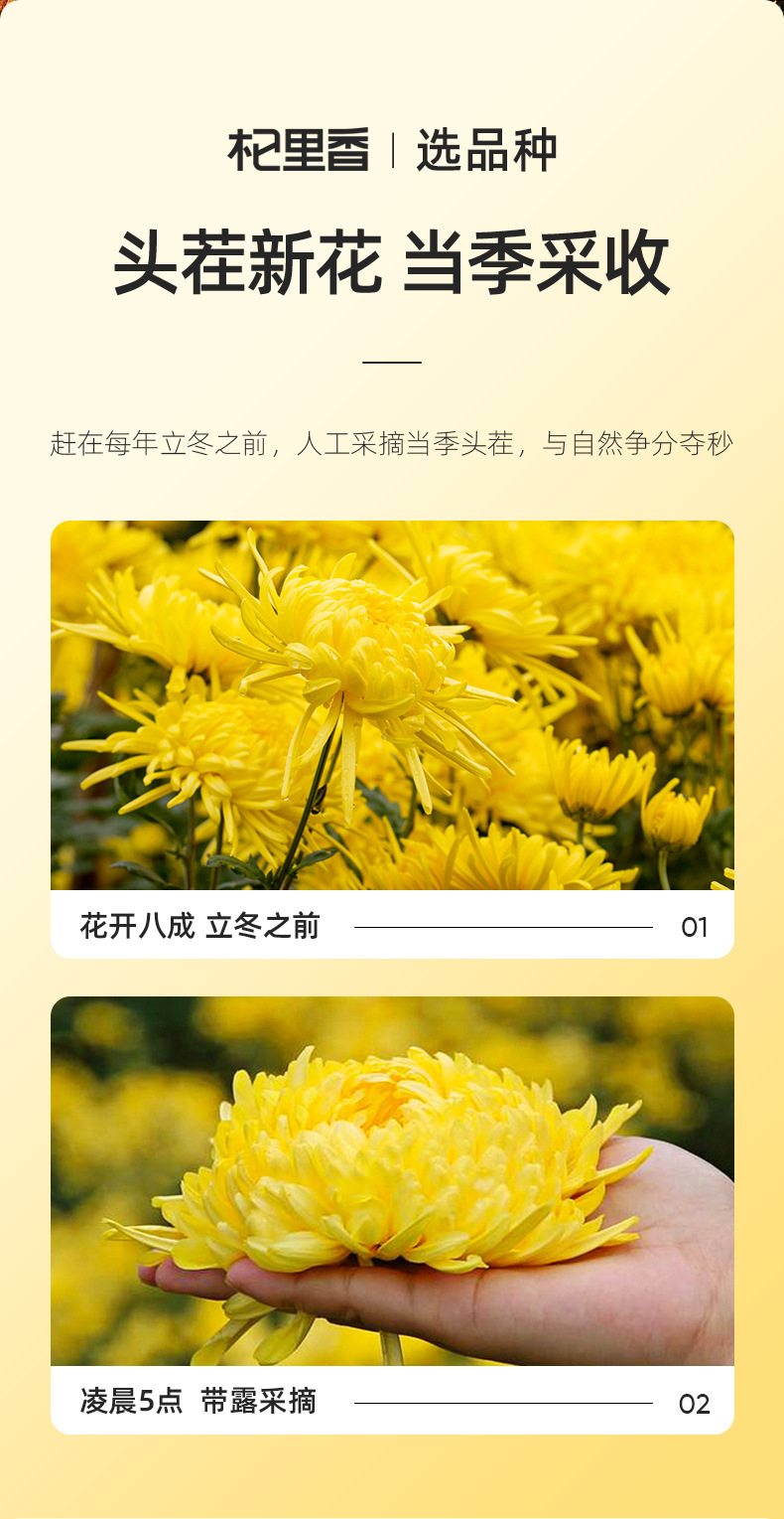 Golden Silk Imperial Chrysanthemum Tea Dried Flower Buds One Bloom Per Cup Sweet Floral Herbal Tea 20g Jar quality and texture