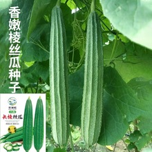 �˽���z���������L�z�ϷN��ˮ��ϴ��O��Ƥ������߲˷N�ӏV�|��