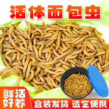 黄粉面包虫活虫黄粉虫鲜喂鸟乌龟仓鼠龙鱼食饵料守宫蜥蜴饲料