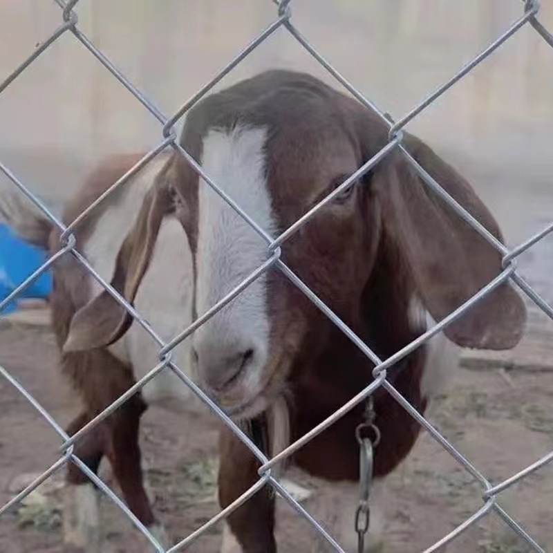镀锌钢丝网勾花铁丝网围栏网养殖网护栏狗牛羊猪菱形围网防攀爬