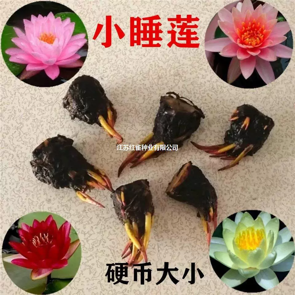 Семена водяной лилии корневой блок цветок Jiupin Xianglian семена лотоса рассада корень водное гидропонное растение маленькая миска лотоса пруд грязь