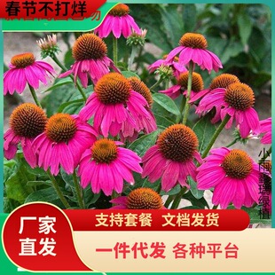 һ�����l�ɹ��շN�����F���ͺ��͟Ứ�܈@�ֵ�·���^�����G������