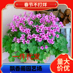 һ�����l���~���{�ݷN�����\��ը�u���҃���ɫ���u�����~�ݷN�Ӷ�