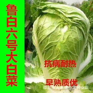 ������̖��ײ˷N���̨ͥԺ�N�˸߳�ѿ�ʸ߮a�����Ϳ��Ό���N��