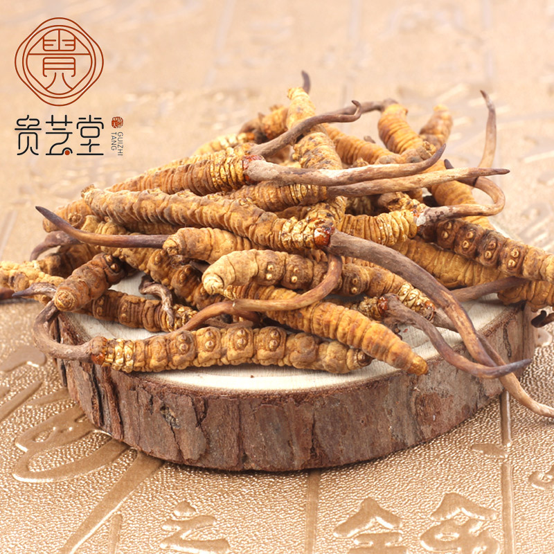 貴芝堂蟲草 西藏那曲冬蟲夏草 蟲草批發高海拔蟲草足幹 壹件代發