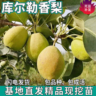 һ�����l�젖����������ϱ�������ͥԺ���ԷNֲ�ش��ִ���޽���