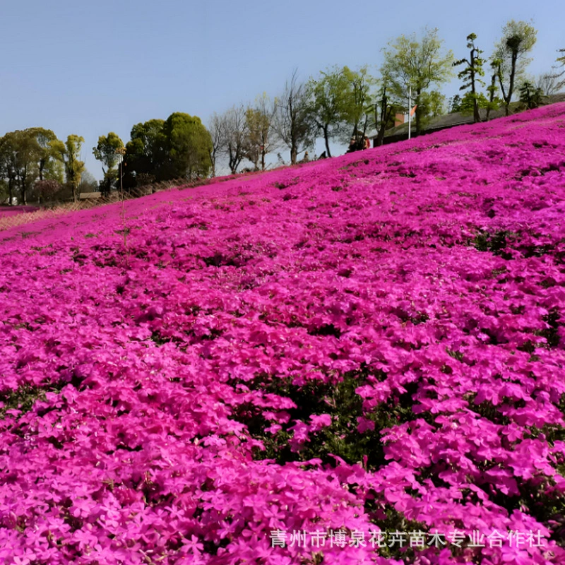 Саженцы Fuluxia, многолетние морозостойкие многолетние цветы, кластерные цветы Fuluxia, цветы для ландшафтного дизайна «море цветов»