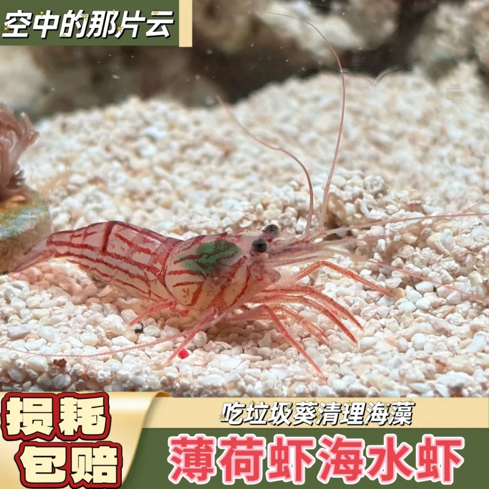 Оптовая продажа мятных креветок, поддельные креветки Mianyang, стеклянные креветки с желтыми точками, декоративные креветки для морской воды, инструмент для очистки стекла для удаления водорослей.