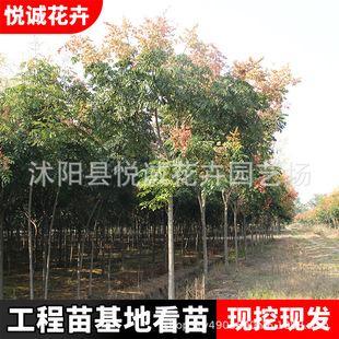 ������Sɽ��������@�ֹ��̾G����ľ�е��ͺ��L���䱳�������