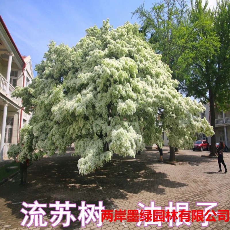 流苏树苗白流苏花树苗盆栽庭院地栽四季风景绿化苗木油根子流苏苗