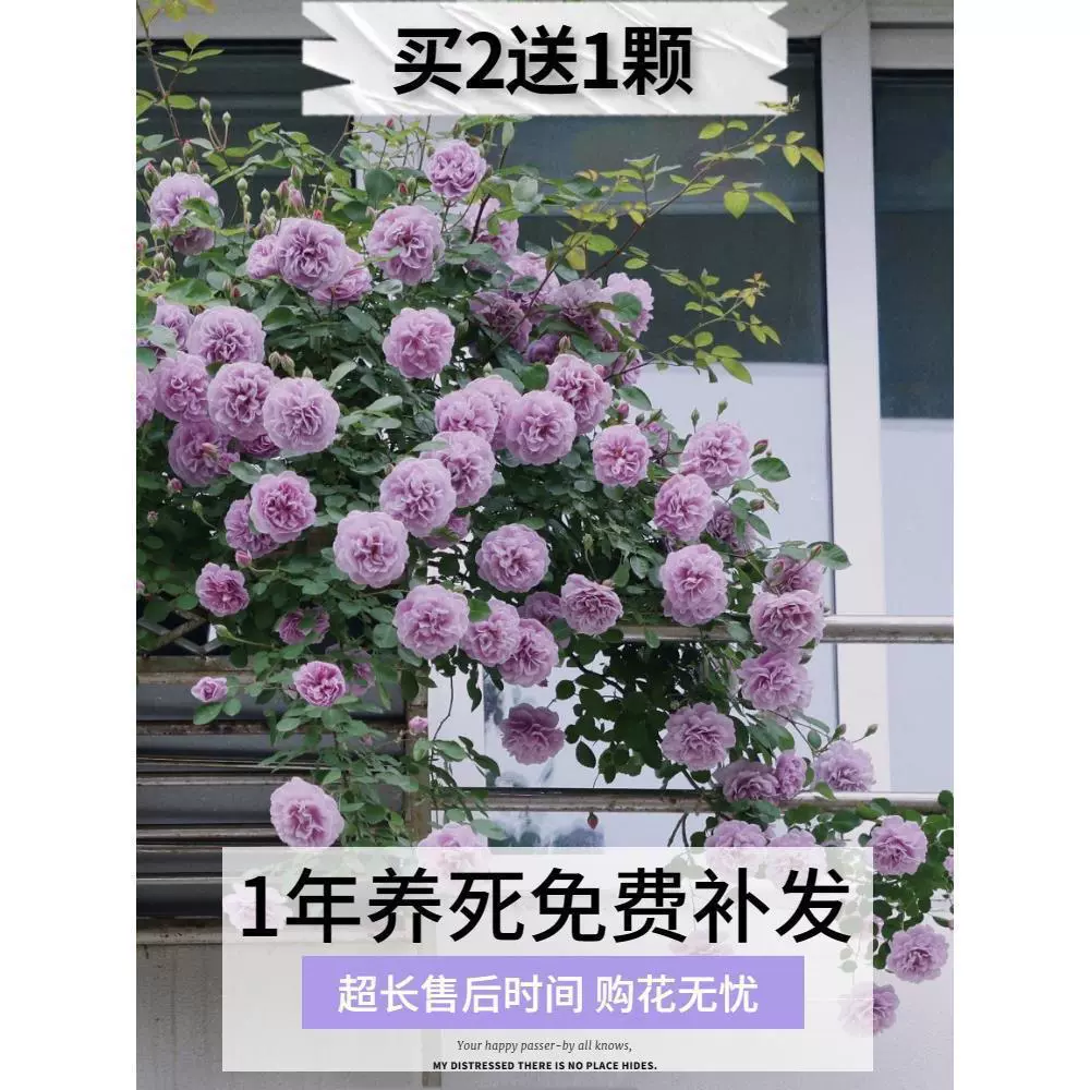 Розовые саженцы, вьющиеся лозы, цветущие в любое время года, саженцы виноградной розы, большие саженцы, цветочные горшки на балконе, в дворе, вьющиеся розы на стене.