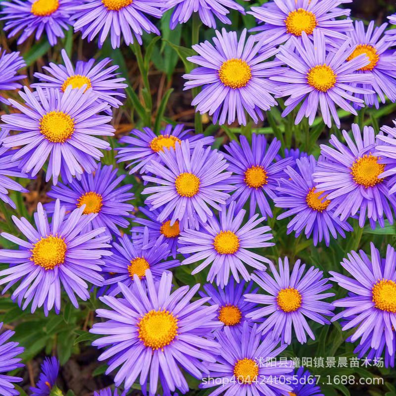 【跨境供货】荷兰菊种子 紫苑花种子 四季播易种 花海造景花种子